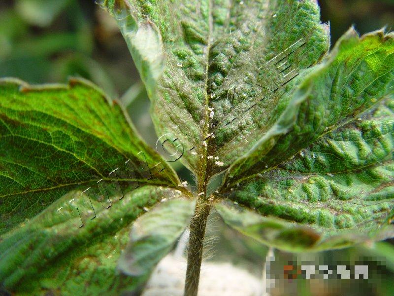 草莓病毒病