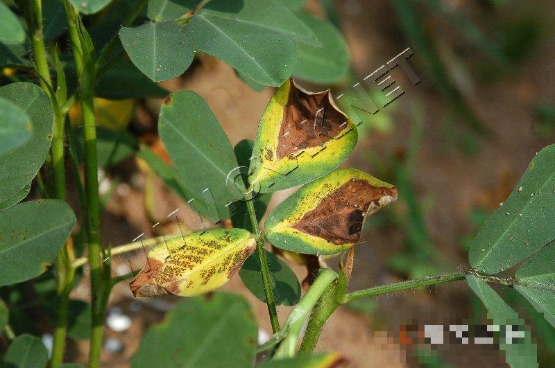 花生焦斑病