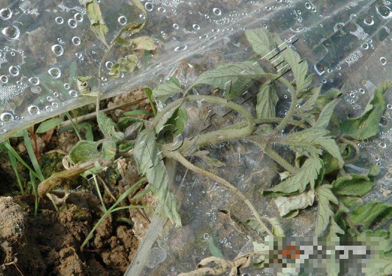 番茄茎基腐病