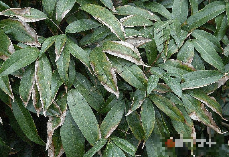荔枝炭疽病