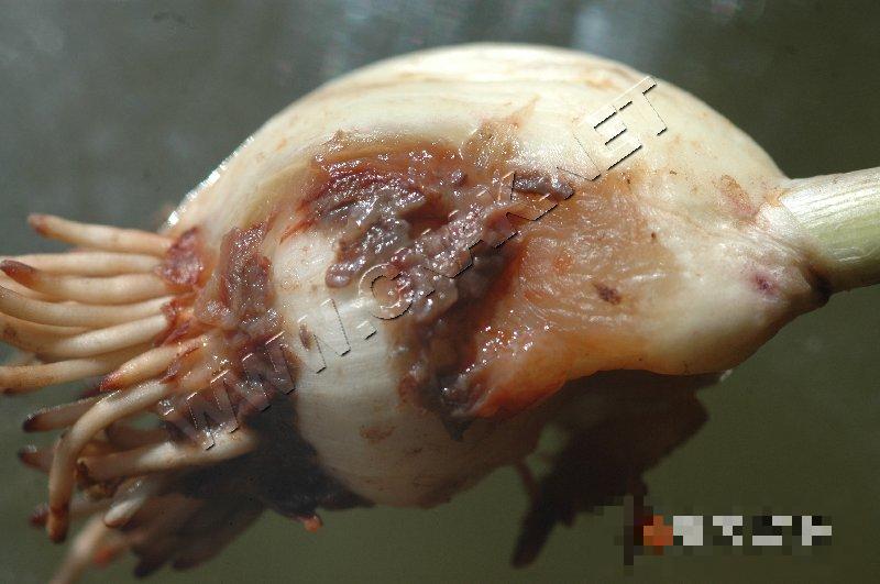 大蒜白腐病