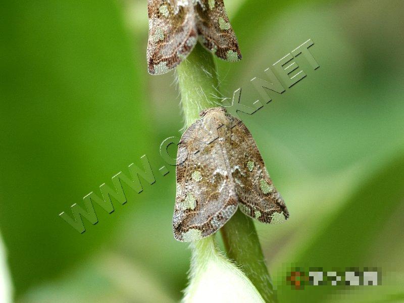 八点广翅蜡蝉