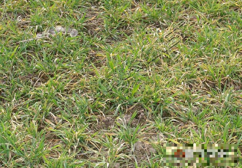 小麦土传花叶病毒病