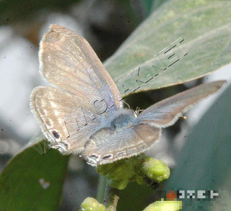 扁豆小灰蝶