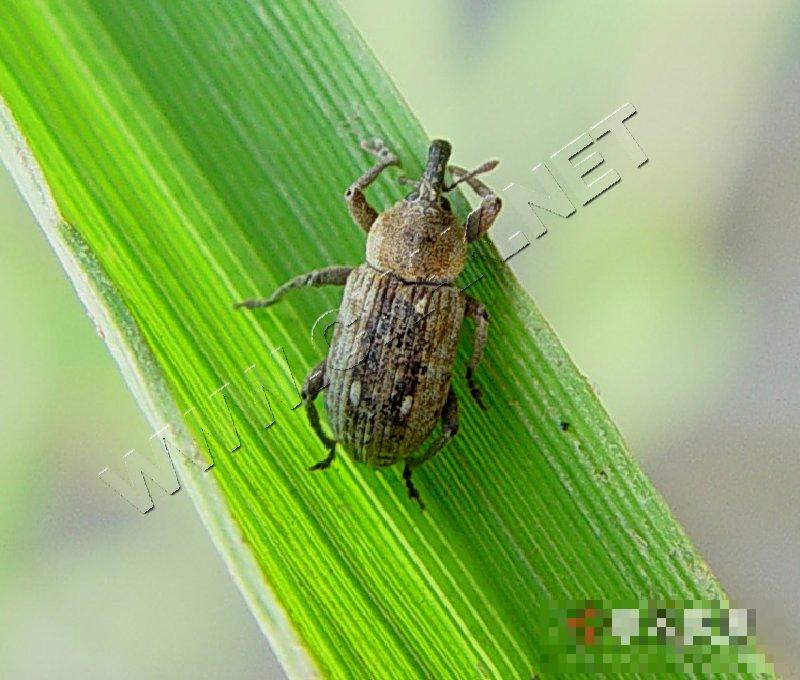 稻象甲