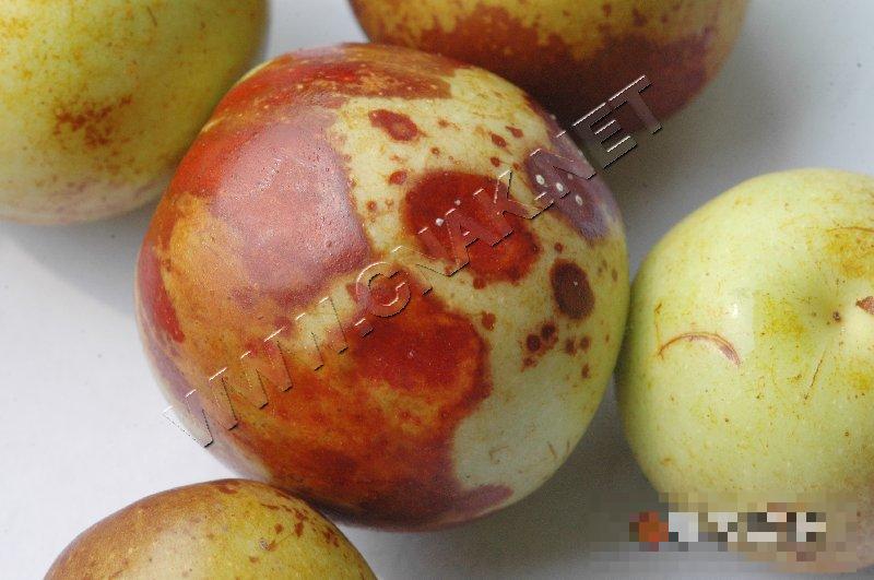 枣缩果病