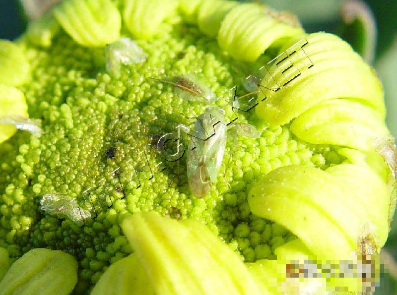 绿盲蝽