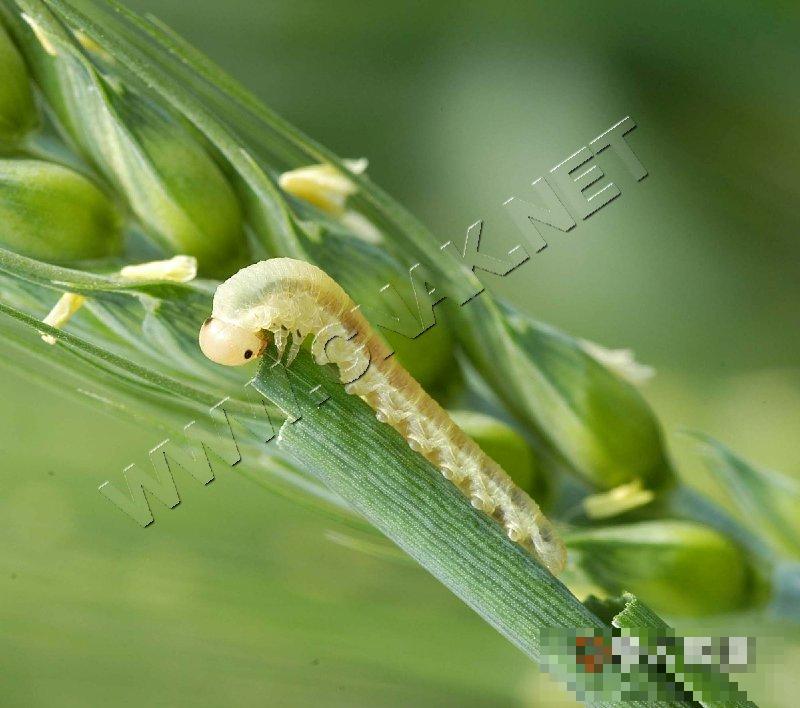 麦叶蜂