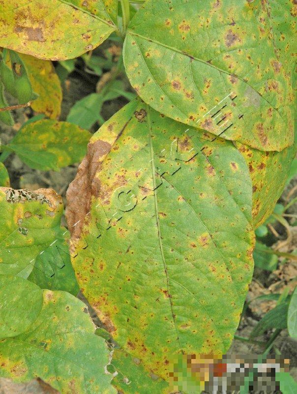 大豆细菌性斑点病