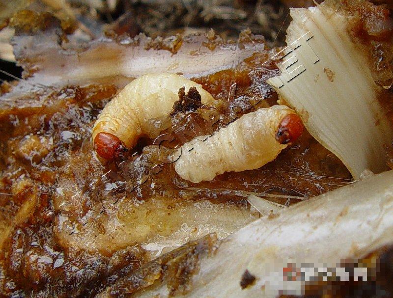 香蕉黑带象甲