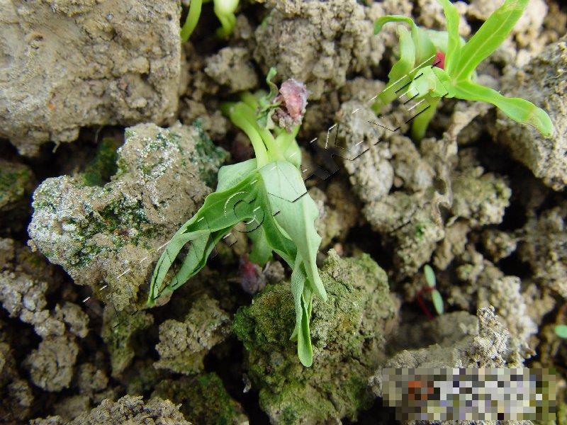 菜豆茎基腐病