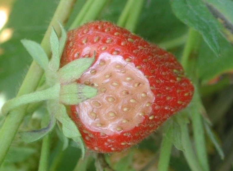 草莓疫霉果腐病