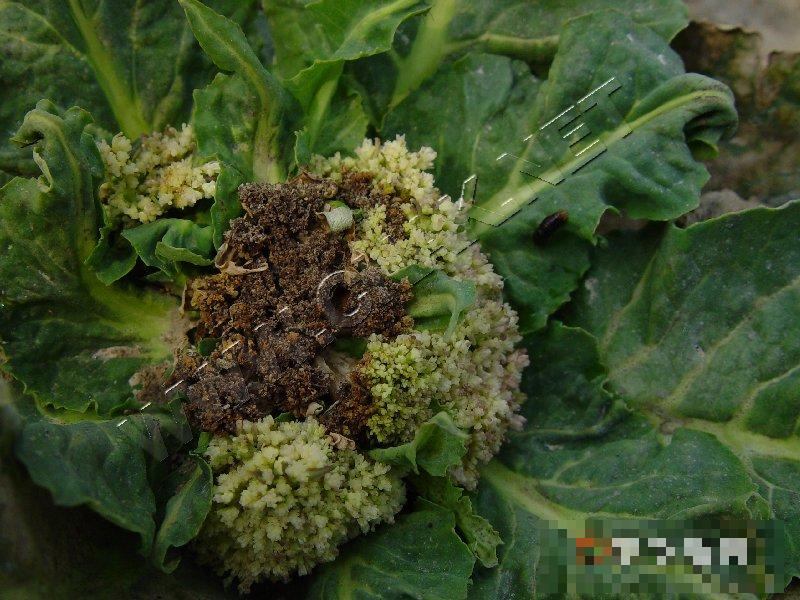 花椰菜缺硼