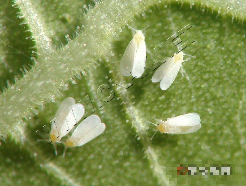 温室白粉虱