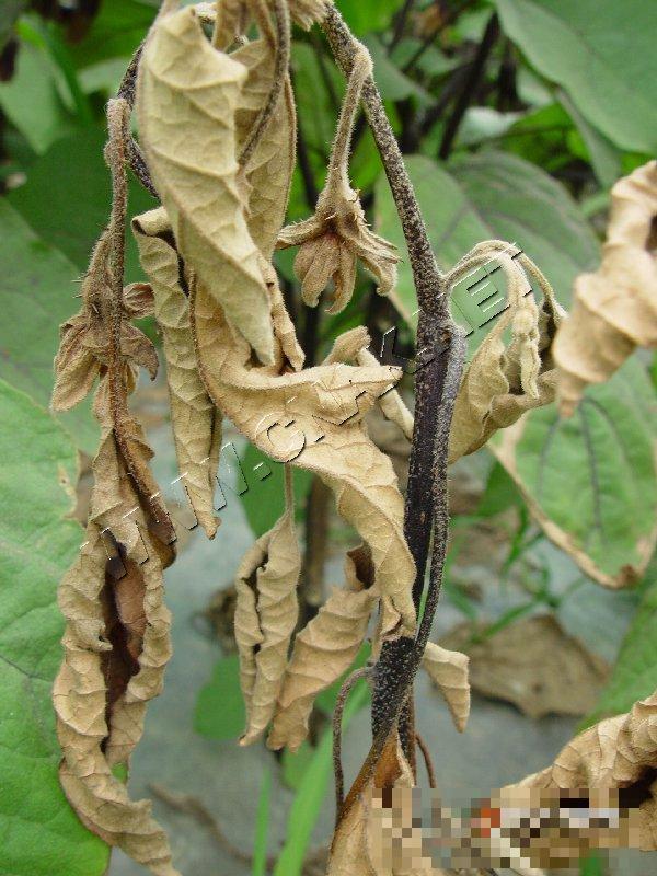 茄子菌核病