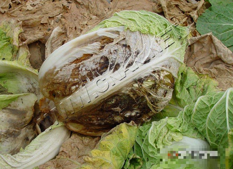 大白菜软腐病