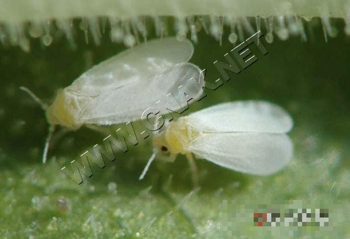 温室白粉虱