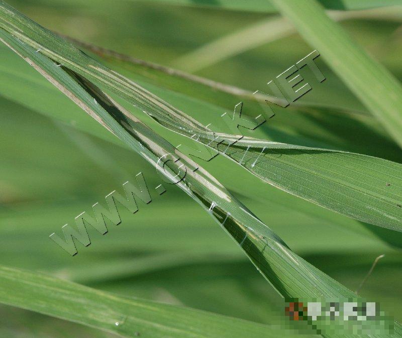 稻纵卷叶螟