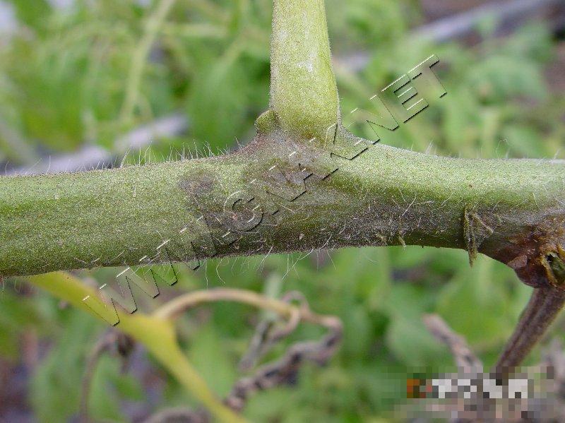 番茄低温障碍和冻害