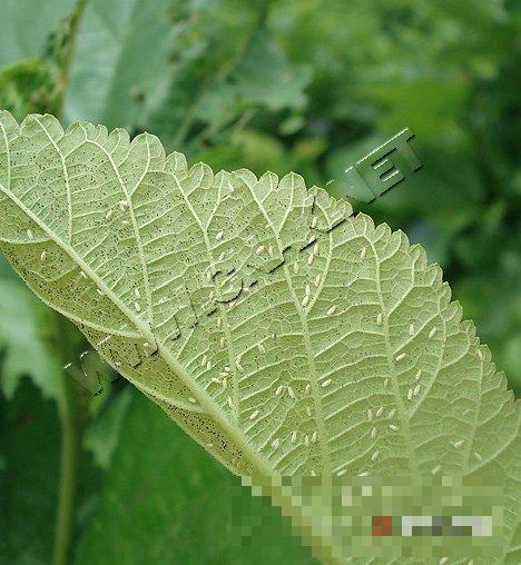 桑粉虱