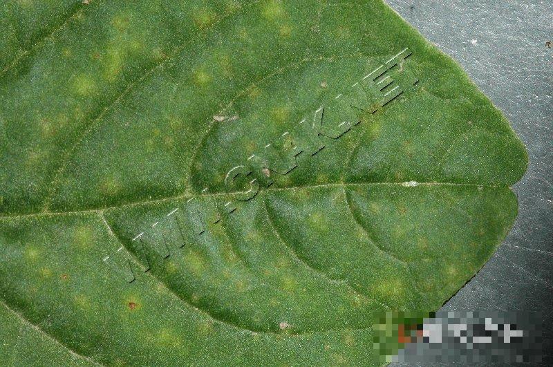 苋菜白锈病