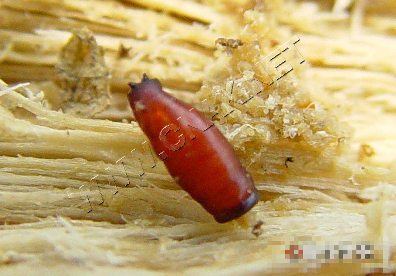 萝卜地种蝇