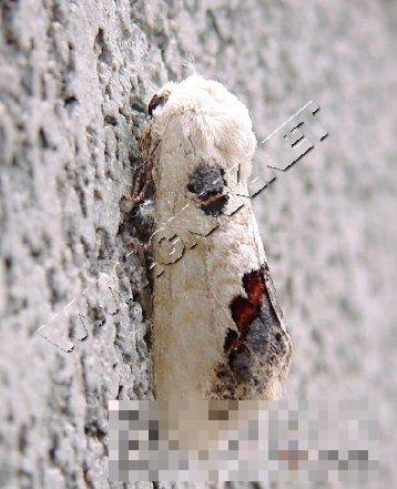 苹掌舟蛾