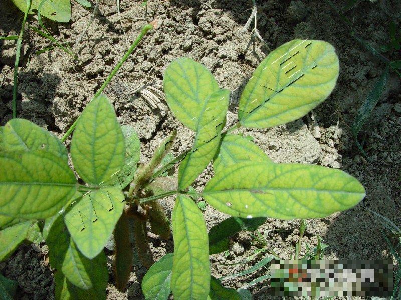 大豆胞囊线虫病