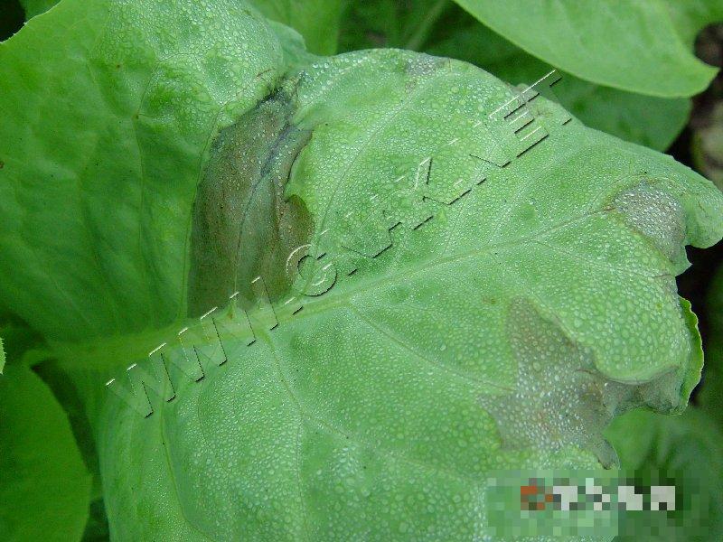 莴笋腐败病