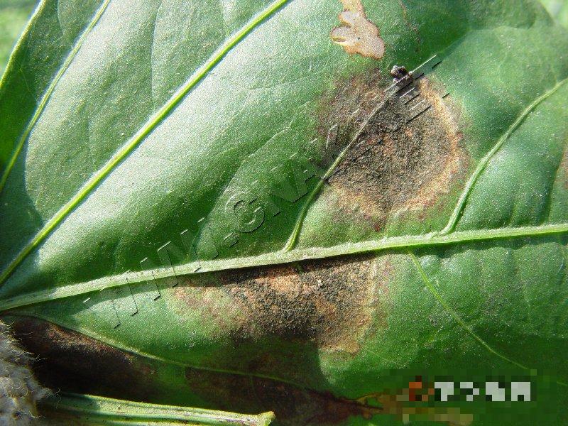 豇豆煤霉病