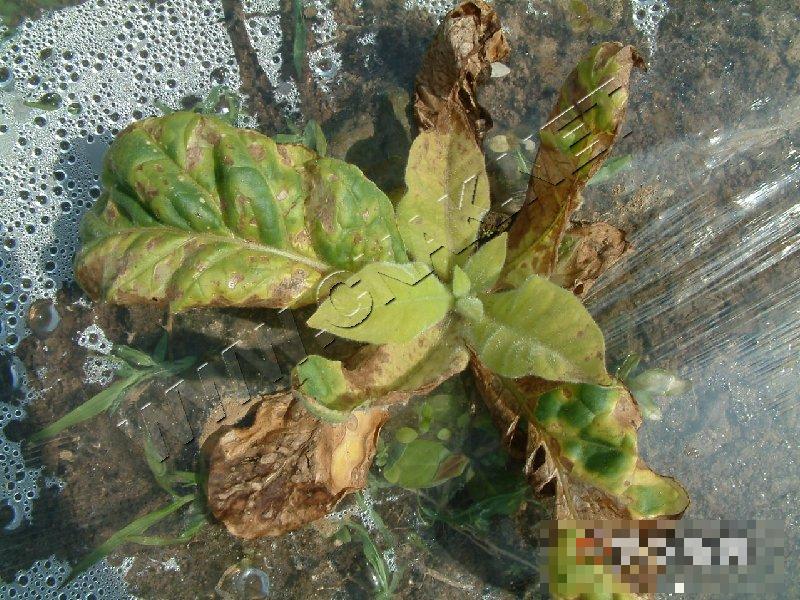 烟草野火病