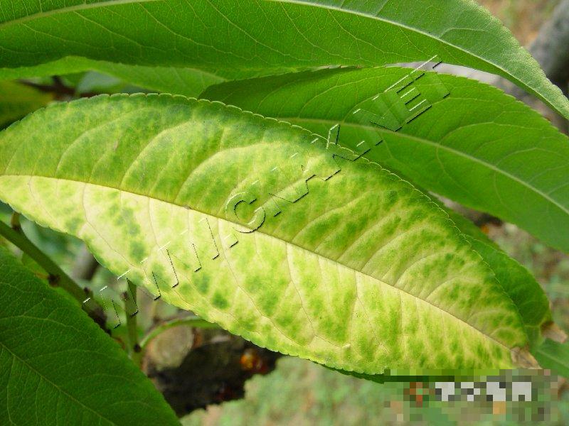桃潜隐花叶病