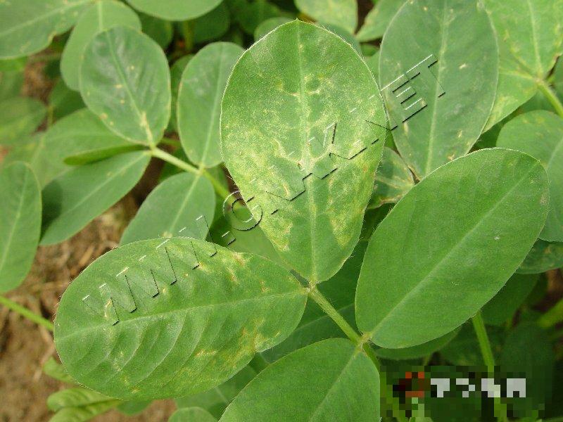 花生黄花叶病毒病