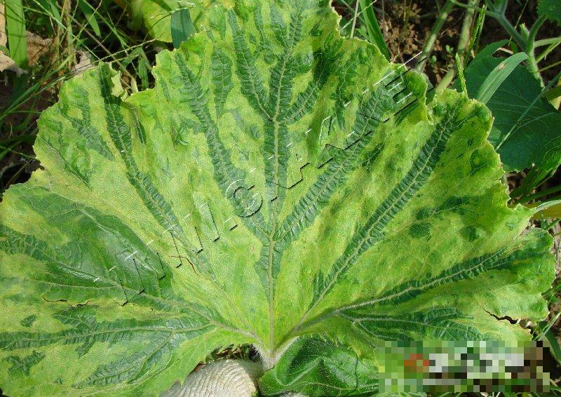 南瓜病毒病