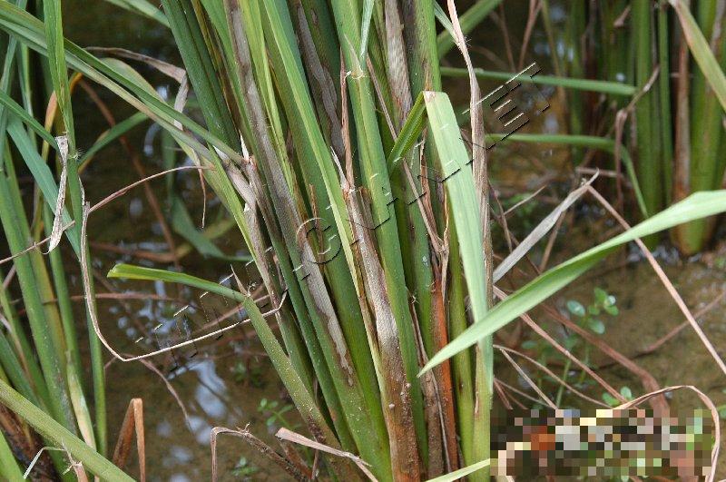 水稻纹枯病
