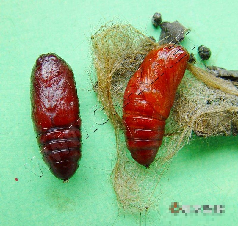红缘灯蛾