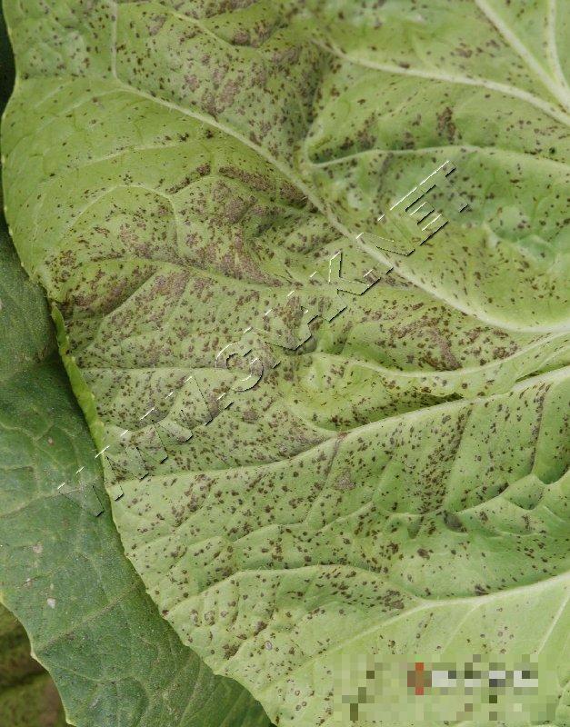 大白菜细菌性叶斑病