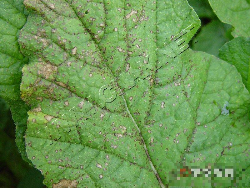 萝卜细菌性角斑病