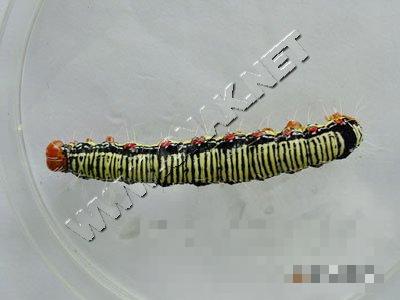苎麻夜蛾