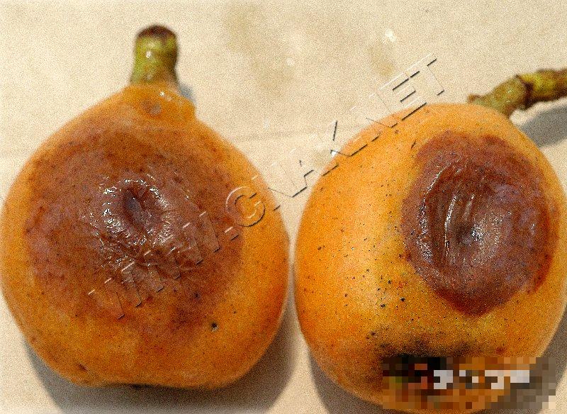 枇杷炭疽病