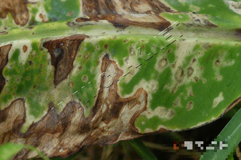 香蕉花叶心腐病