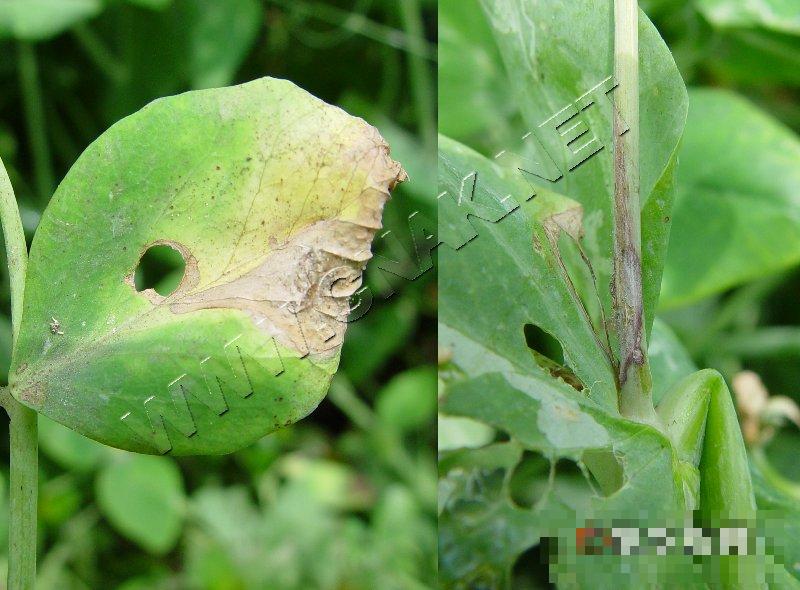 豌豆灰霉病
