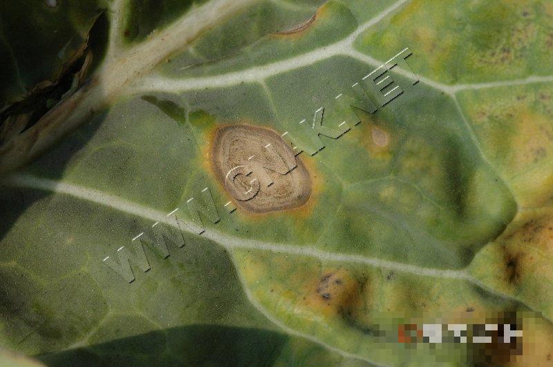 青花菜黑斑病