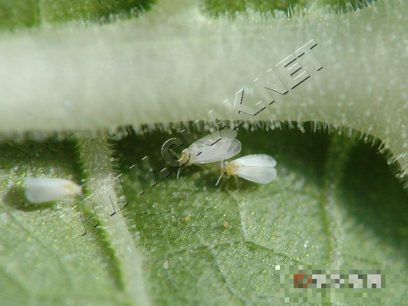 温室白粉虱
