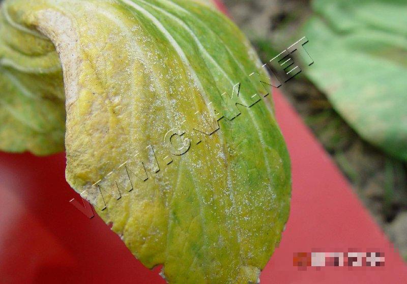 青菜霜霉病
