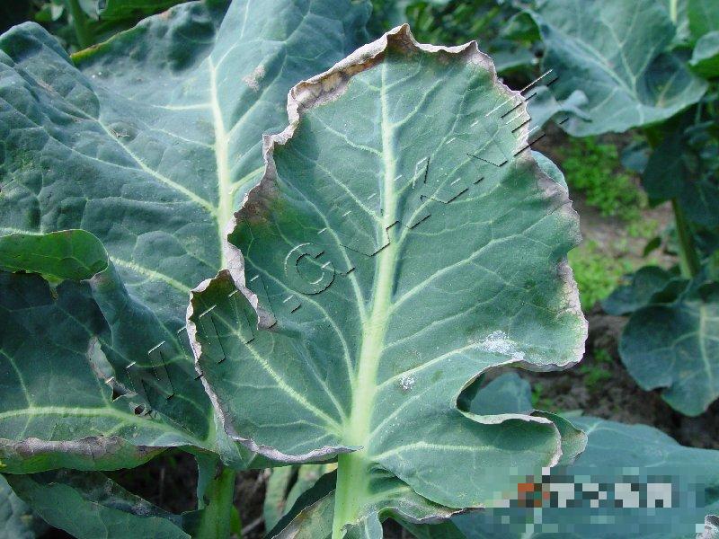 青花菜冻害