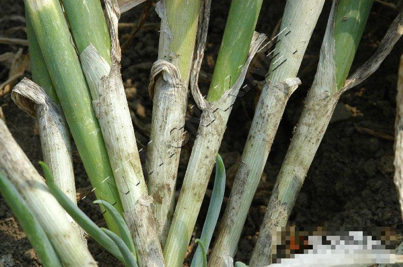 葱小菌核病