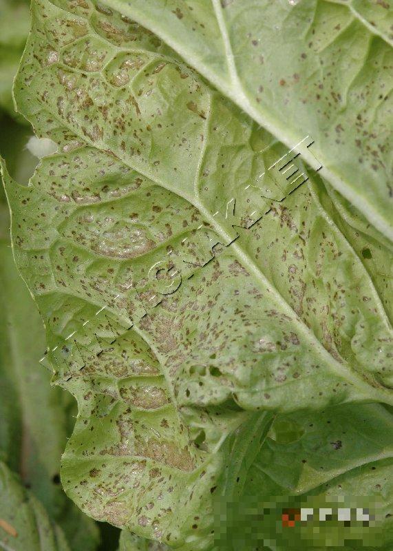大白菜细菌性叶斑病