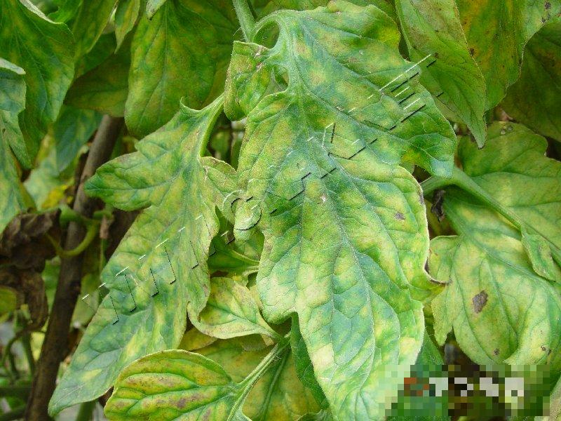 番茄缺素症
