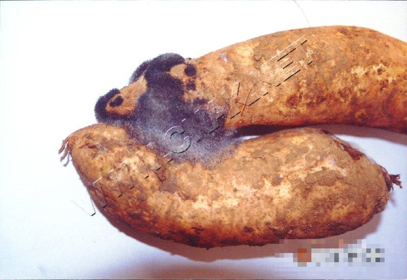 甘薯软腐病